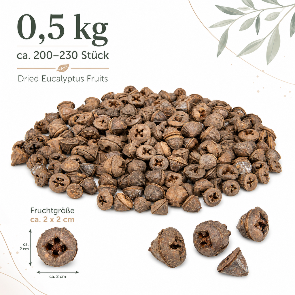 Eukalyptus globulus Früchte 0,5kg ca. 20 2