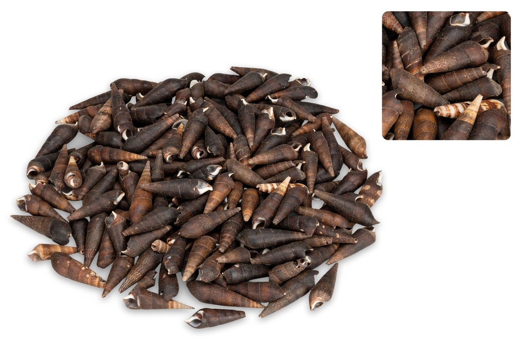 Faunus ater,  Länge ca. 3-6 cm, verpackt 2