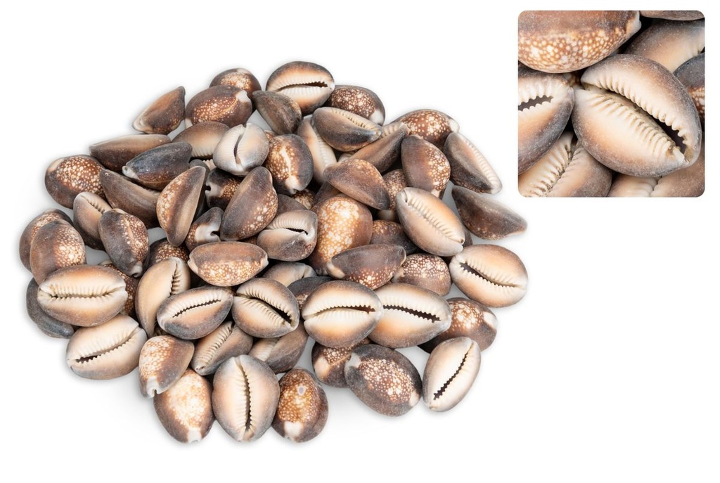 Cypraea caputserpentis, 0,5kg, ca. 2-4cm 2