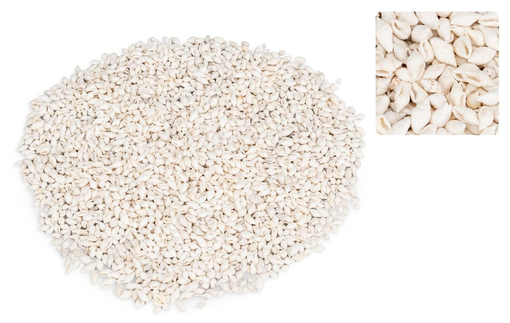 Pyrene philippinarum  (Cooked), 0,5kg, c 2