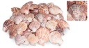 Pecten nobolis, verpackt mit 0,5kg, Größ 2