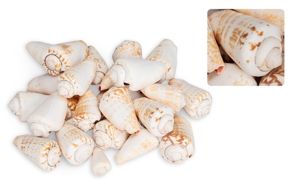 Strombus luhuanus, 0,5kg, ca. 2-4cm, ca. 2