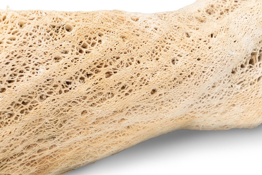 Kaktuswurzel Natur, Länge ca. 50-70 cm | 2