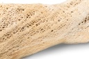 Kaktuswurzel Natur, Länge ca. 50-70 cm | 2