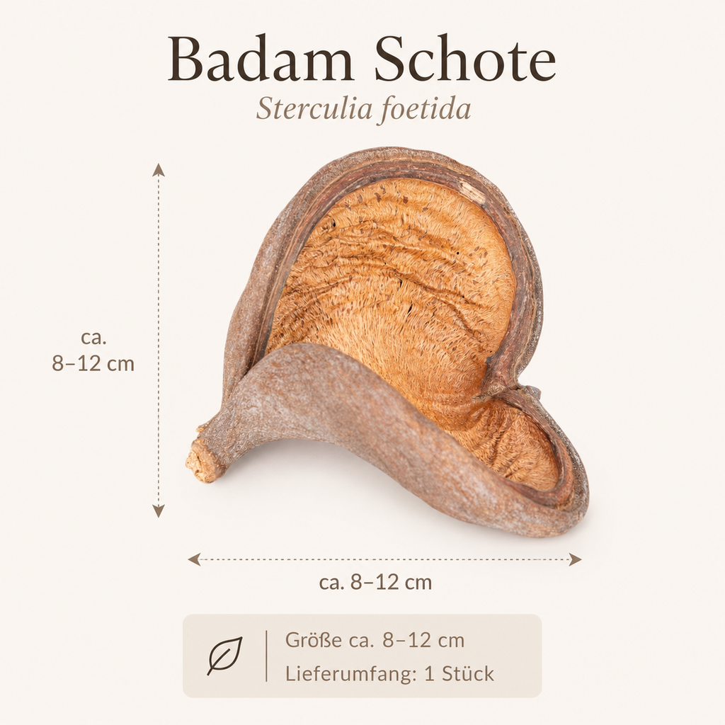 Badam Schote Natur 8–12 cm Sterculia foe 2