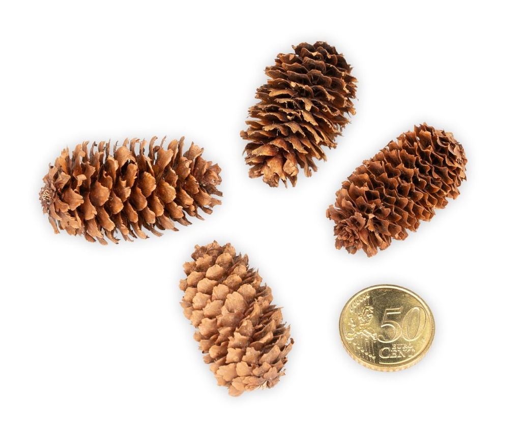 Kleine Fichtenzapfen in Natur, ca. 2-4cm 2