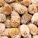 Leucadendron sabulosum Zapfen 0,5kg (ca. 2