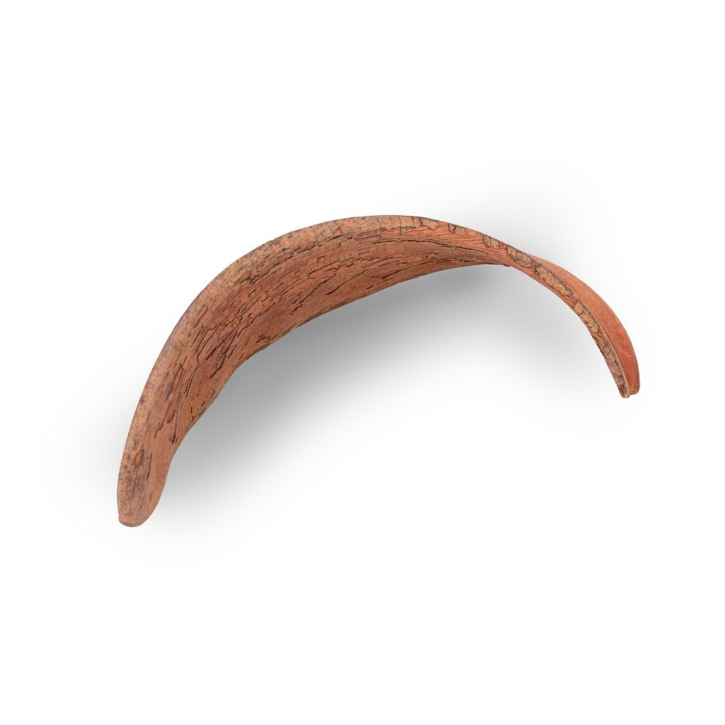Naturdeko Hornschote 10–12cm – exotische 2