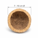 Paranussschale Natur Deko 7–10cm - Quric 2