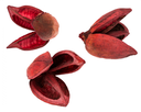 Sororoca Frucht rot ca.10-15cm 2