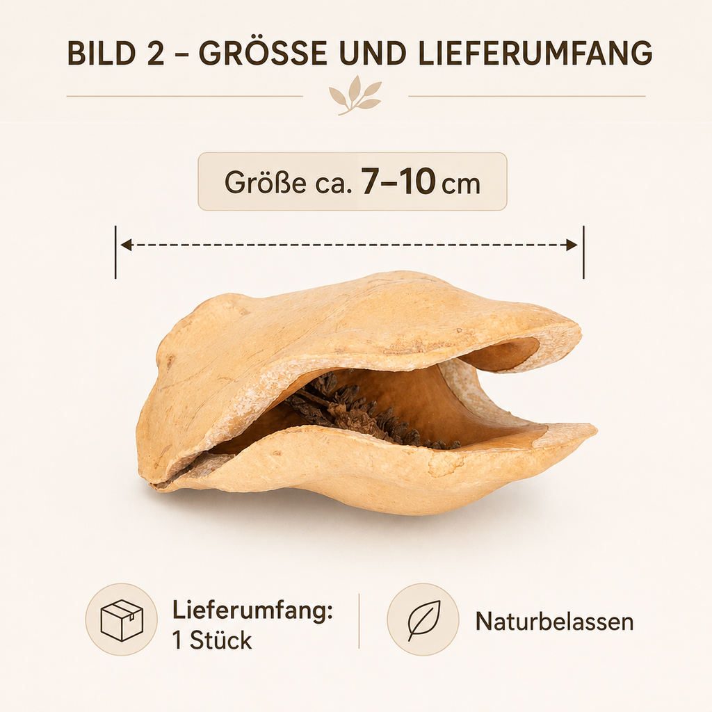Froschmaulschote natur 7–10 cm Jacaranda 2