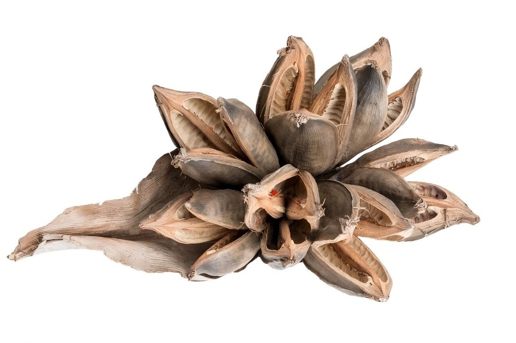 Sororoca Knospe 20–30cm Deko Blüte getro 2
