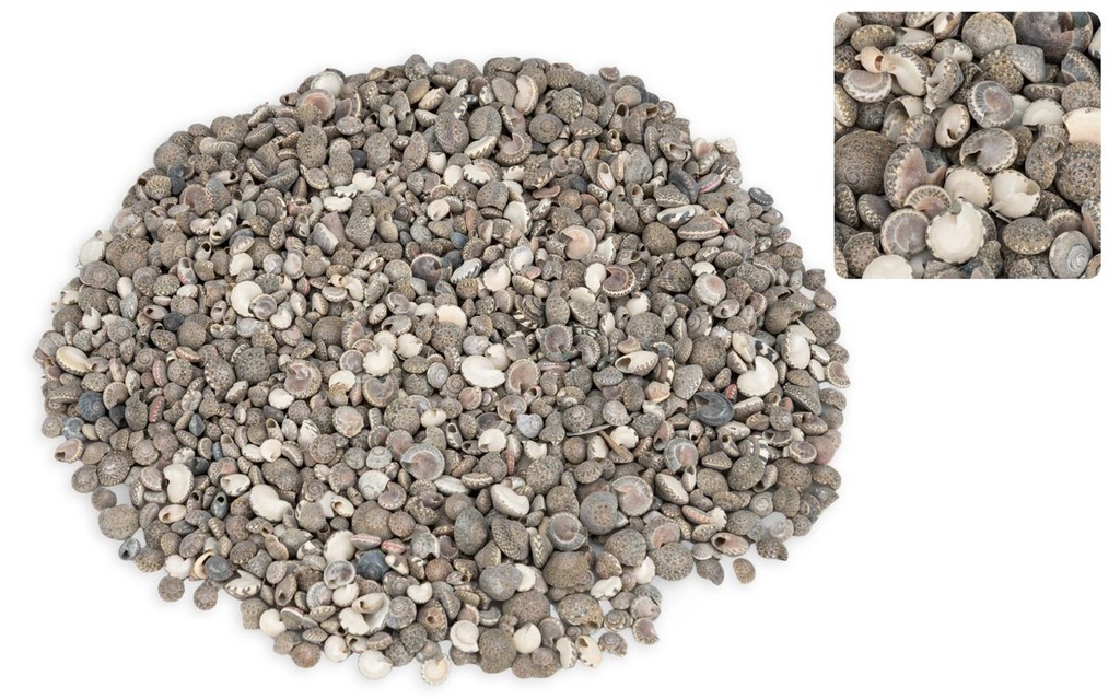Umbonium vestiarium,verpackt mit 0,5kg,  2