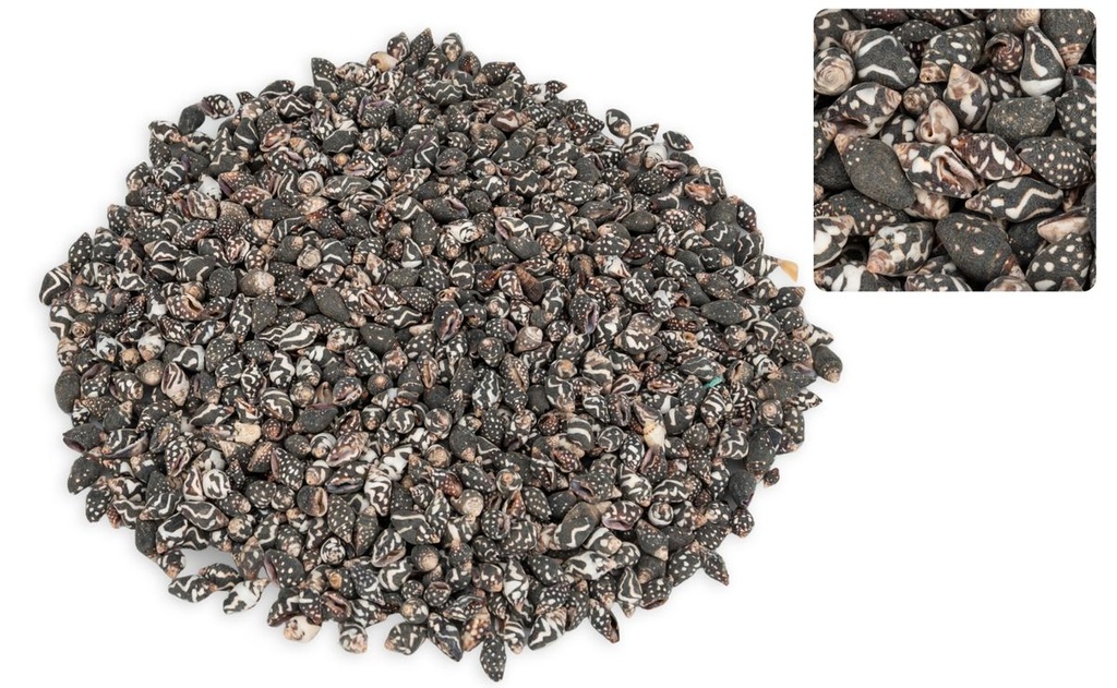 Nassa columbella, verpackt mit 0,5 kg, G 2
