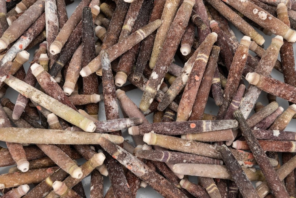 Seeigelstachel, verpackt mit 0,5kg, Größ 2