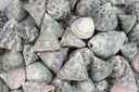 Trochus stellatus, in Grün, 0,5kg,  ca.  2