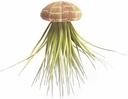 Seeigelgehäuse Alfonso 6-8cm | Toxopneus 2