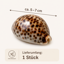 Cypraea tigris 5-7 cm Kauri Tigerschneck 2