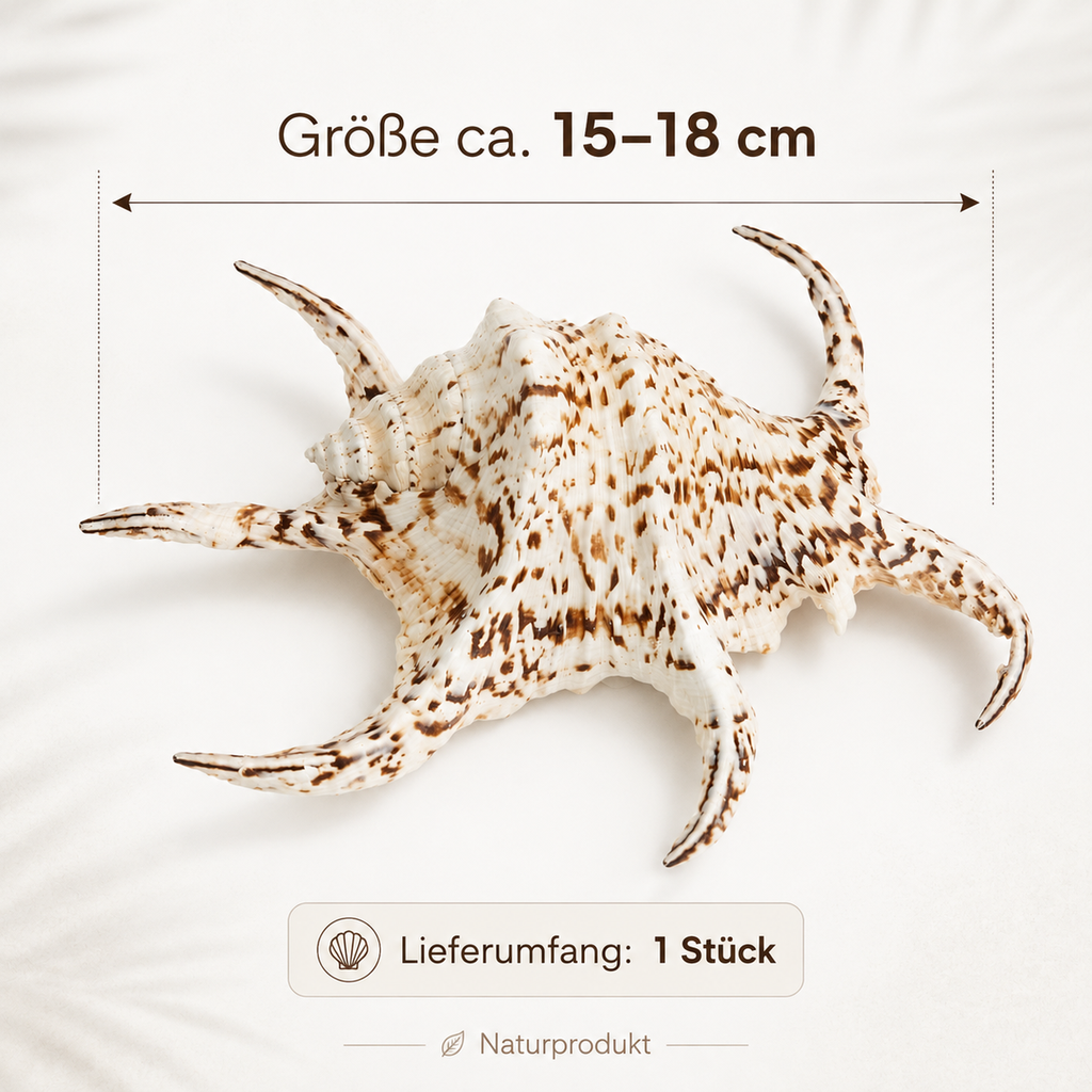 Lambis chiragra 15-18 cm Großer Bootshak 2