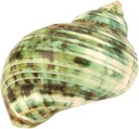 Turbo argyrostomus poliert, Größe ca. 5c 2