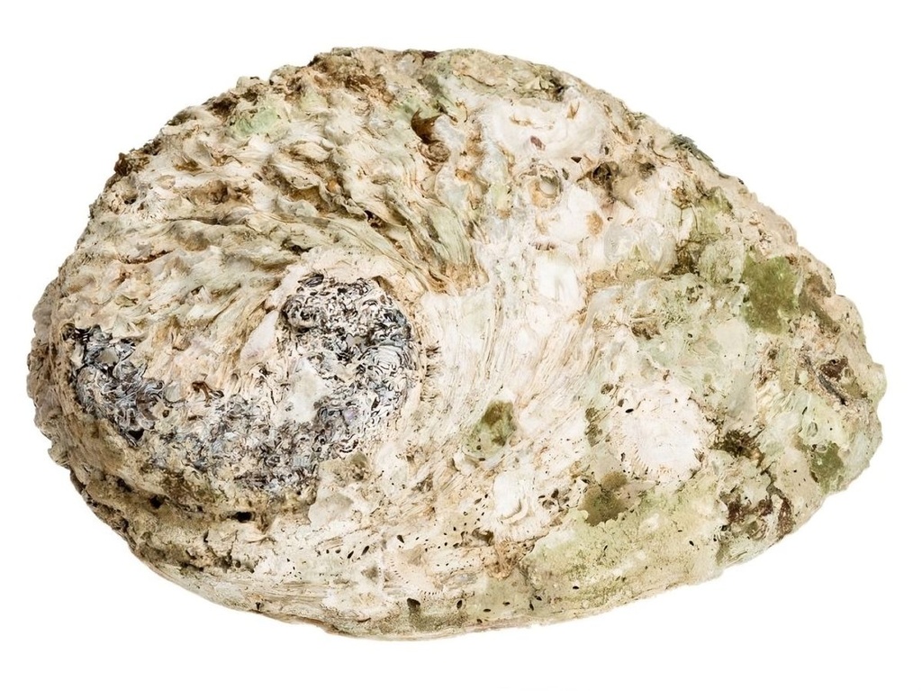 Haliotis midae 14-17 cm Abalone Muschel  2