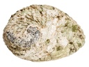 Haliotis midae 14-17 cm Abalone Muschel  2