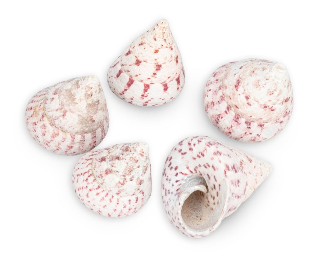 Troca maculatos in Rot, verpackt mit 0,5 2