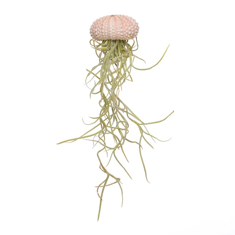 Seeigel Gehäuse Rosa, ca. 4cm, | Echinom 2