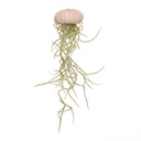 Seeigel Gehäuse Rosa, ca. 4cm, | Echinom 2