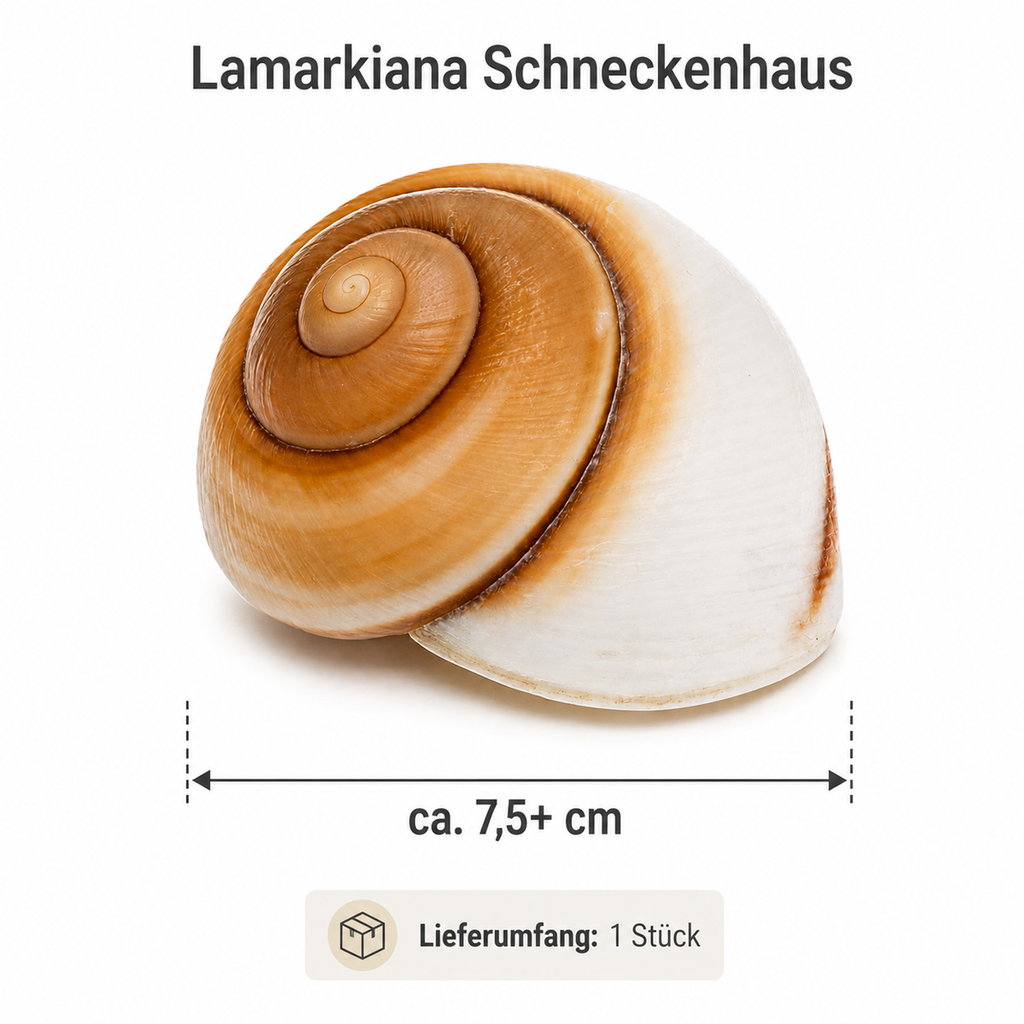 Ryssota otaheitana ab 7,5 cm Lamarkiana  2