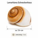 Ryssota otaheitana ab 7,5 cm Lamarkiana  2