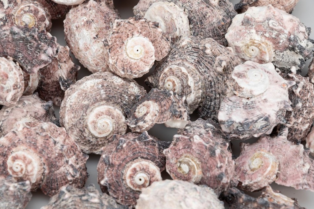 Delphinula laciniata verpackt mit 0,5kg, 2