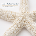 Schlangen Seestern Weiß gebleicht 10-15  2