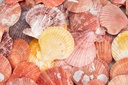 Pecten nobolis Bunt, verpackt mit 0,5kg, 2