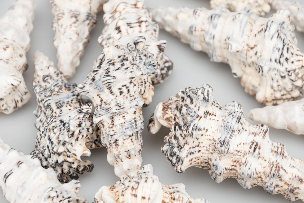 Cerithium nodulosum Muscheln und Schneck 2