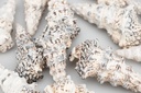 Cerithium nodulosum Muscheln und Schneck 2