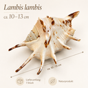 Lambis lambis, dunkel, Größe ca. 10-13cm 2