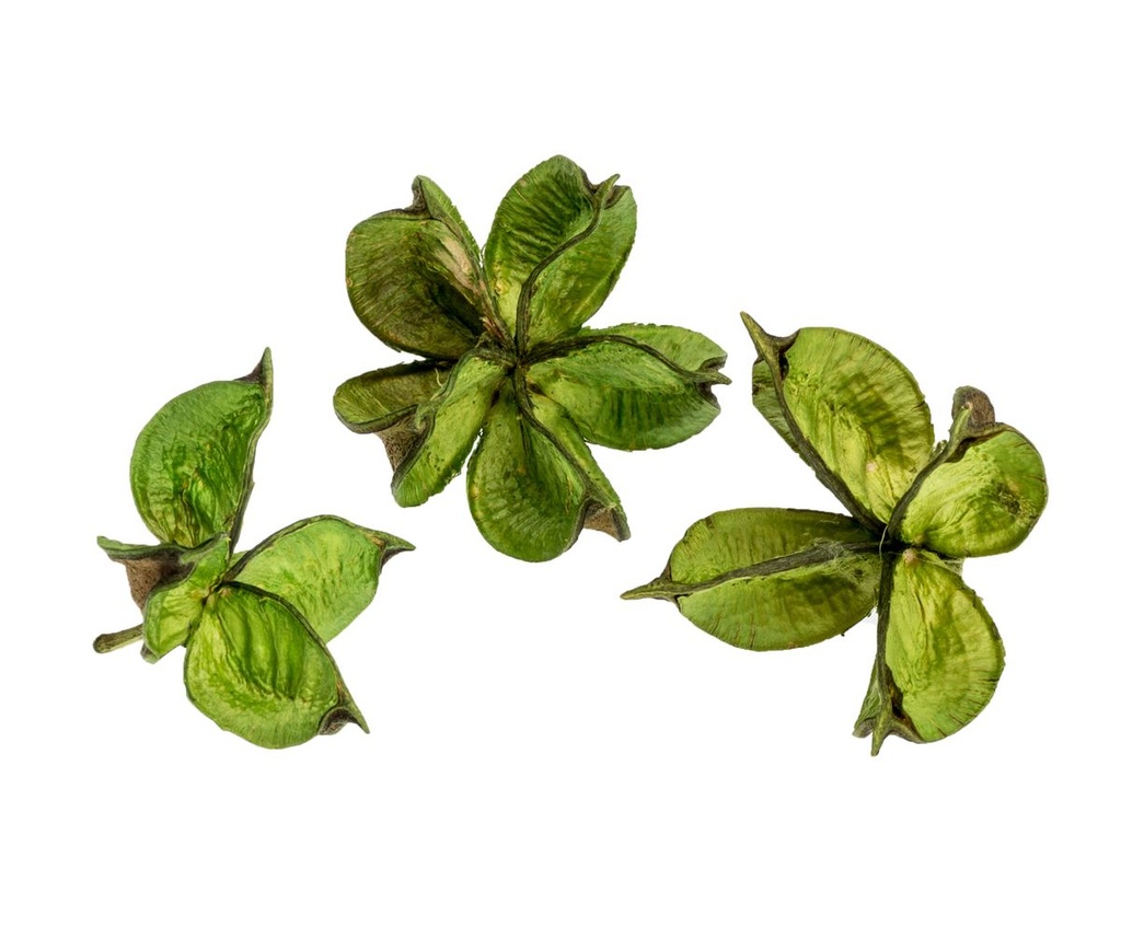 Cotton Pods Apfelgrün, verpackt im Beute 2