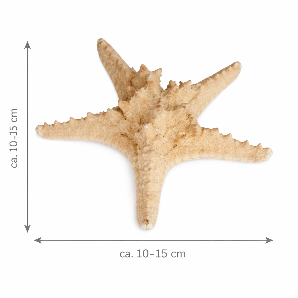 Echter Noppen Seestern 10–15cm Naturdeko 2