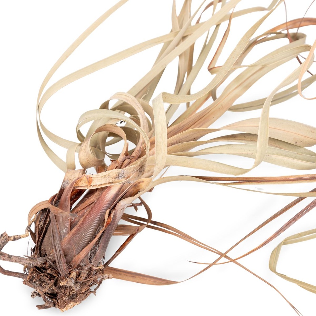1037-Tiririca--Packung-mit-ca--250g---Cyperus-rotundus_4.jpg