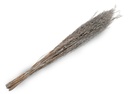 1040-Sarash-Buendel-in-Matt-Silber--Groesse-ca--110cm---Brassica-juncea_3.jpg