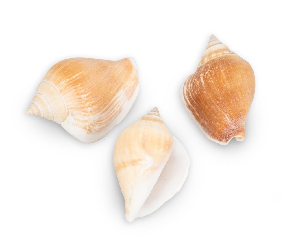 Strombus canarium,  0,5kg, ca. 5-6cm, ca 2