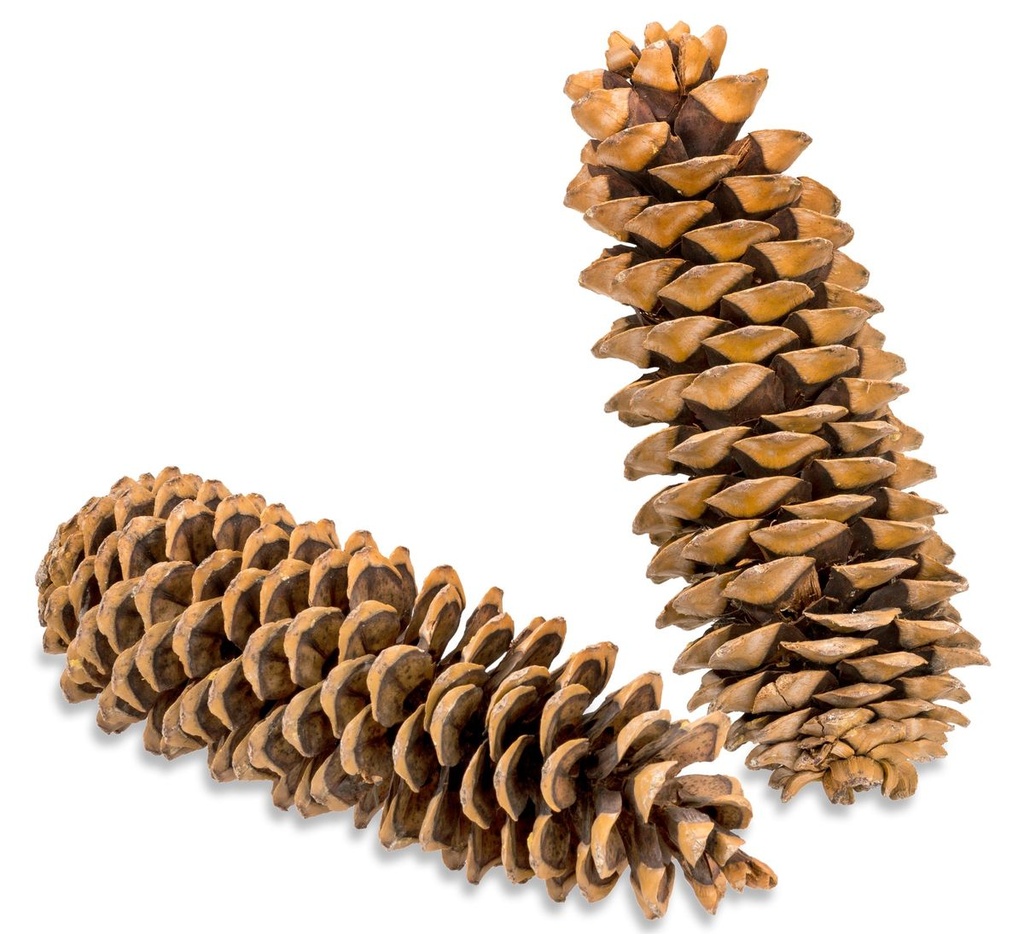 1047-Lambertiana-Tannenzapfen--Groesse-20-30cm---Pinus-lambertiana--_4.jpg