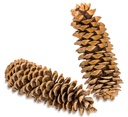 1047-Lambertiana-Tannenzapfen--Groesse-20-30cm---Pinus-lambertiana--_4.jpg
