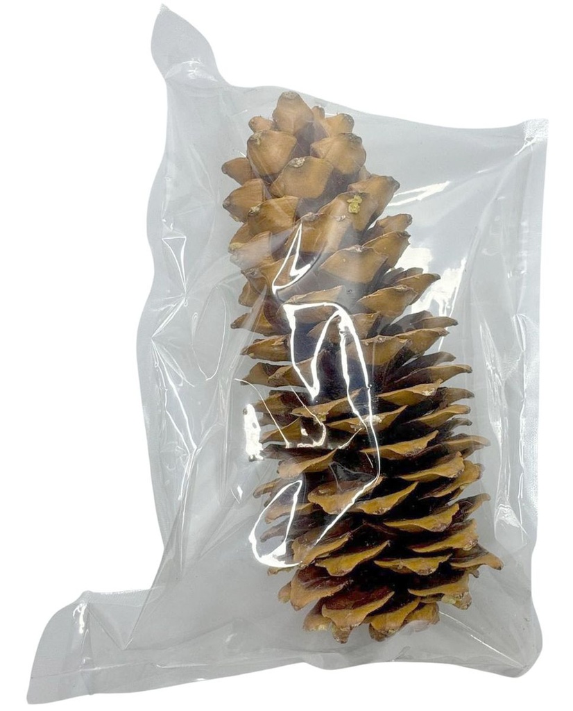 1047-Lambertiana-Tannenzapfen--Groesse-20-30cm---Pinus-lambertiana--_7.jpg