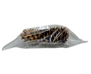 1047-Lambertiana-Tannenzapfen--Groesse-20-30cm---Pinus-lambertiana--_8.jpg