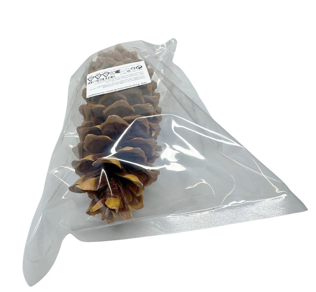 1047-Lambertiana-Tannenzapfen--Groesse-20-30cm---Pinus-lambertiana--_10.jpg
