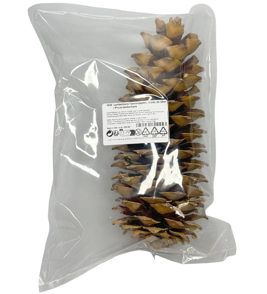 1047-Lambertiana-Tannenzapfen--Groesse-20-30cm---Pinus-lambertiana--_11.jpg