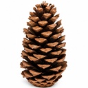 Maritima Zapfen 10-14 cm, 1 Stück, Pinus pinaster, naturbelassen – Hauptbild