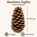 Maritima Zapfen 10-14 cm, 1 Stück, Pinus pinaster, naturbelassen – Maße